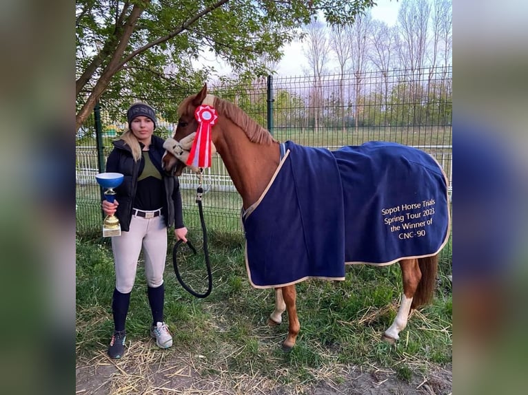 Deutsches Reitpony Wallach 12 Jahre Dunkelfuchs in Laulasmaa