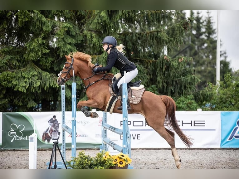 Deutsches Reitpony Wallach 12 Jahre Dunkelfuchs in Laulasmaa