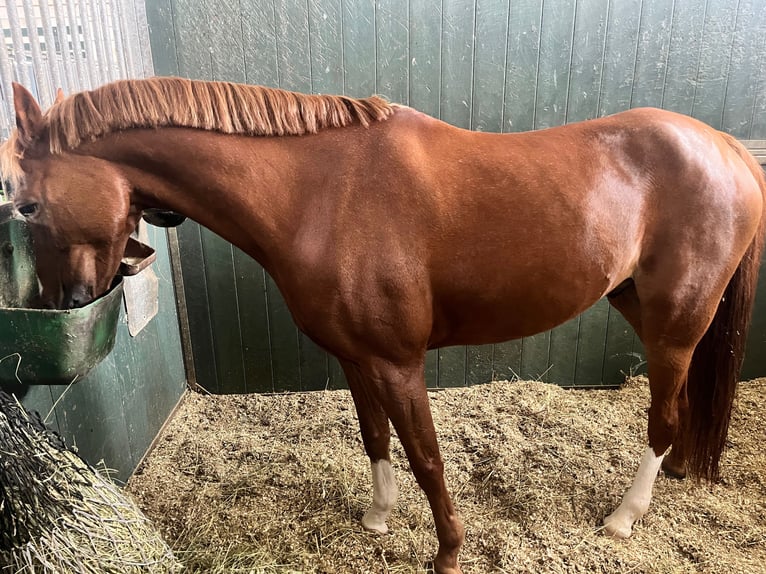 Deutsches Reitpony Wallach 12 Jahre Dunkelfuchs in Laulasmaa