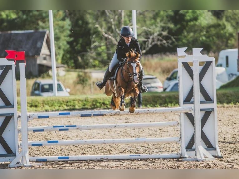 Deutsches Reitpony Wallach 12 Jahre Dunkelfuchs in Laulasmaa