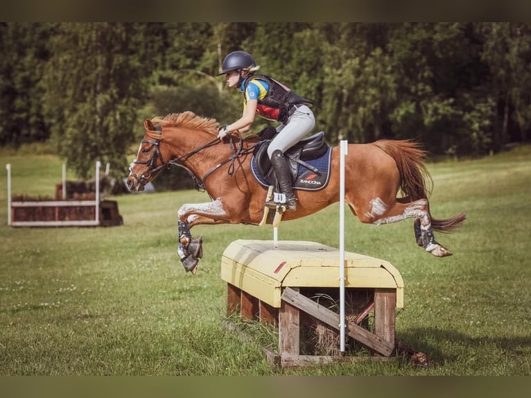 Deutsches Reitpony Wallach 12 Jahre Dunkelfuchs in Laulasmaa