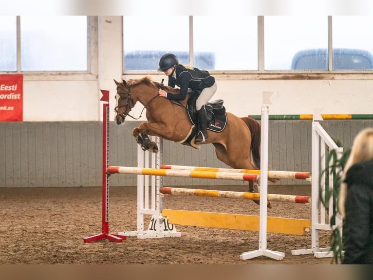 Deutsches Reitpony Wallach 12 Jahre Dunkelfuchs in Laulasmaa