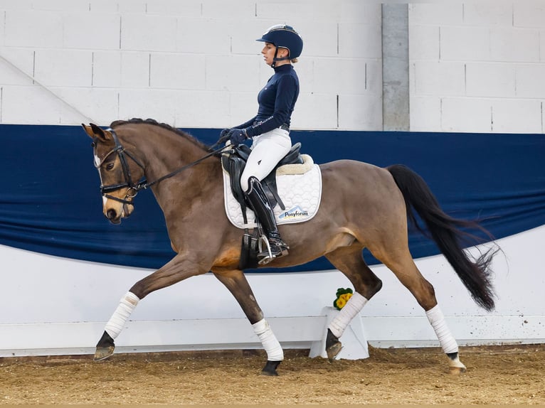 Deutsches Reitpony Wallach 12 Jahre Falbe in Marsberg