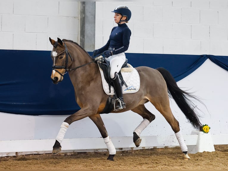 Deutsches Reitpony Wallach 12 Jahre Falbe in Marsberg