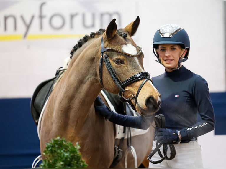 Deutsches Reitpony Wallach 12 Jahre Falbe in Marsberg