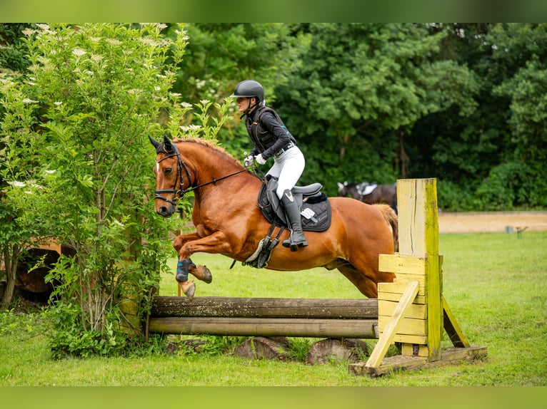 Deutsches Reitpony Wallach 12 Jahre Fuchs in Wanzleben-Börde