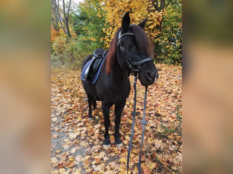 Deutsches Reitpony Mix Wallach 13 Jahre 134 cm Rappe in Krumbach