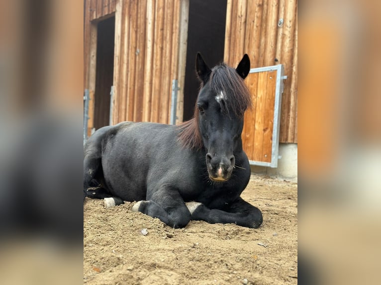 Deutsches Reitpony Mix Wallach 13 Jahre 134 cm Rappe in Krumbach