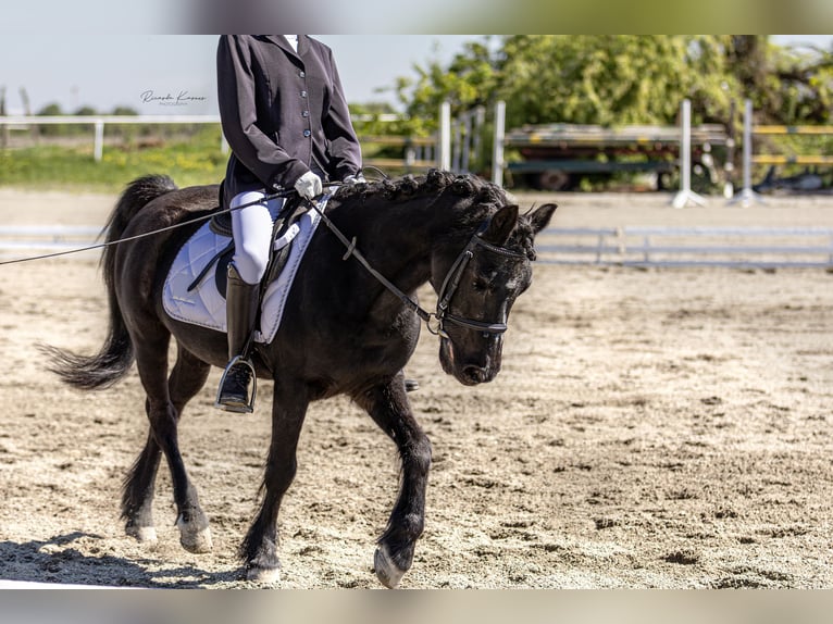 Deutsches Reitpony Wallach 13 Jahre 135 cm Rappe in Kottingbrunn