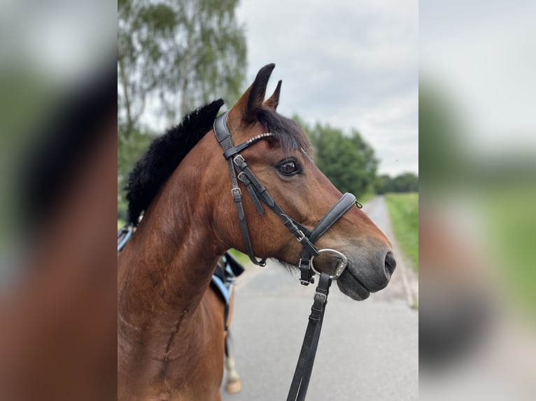 Deutsches Reitpony Mix Wallach 13 Jahre 139 cm Brauner in Bothel