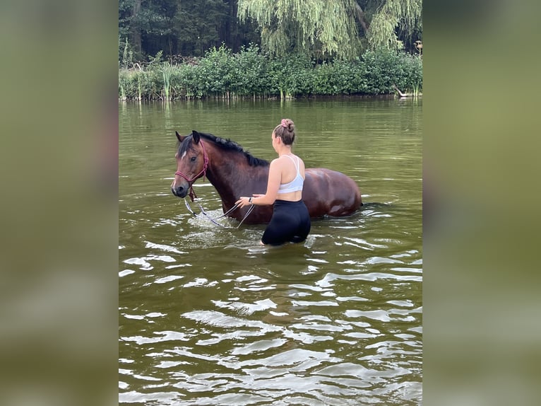 Deutsches Reitpony Mix Wallach 13 Jahre 139 cm Brauner in Bothel