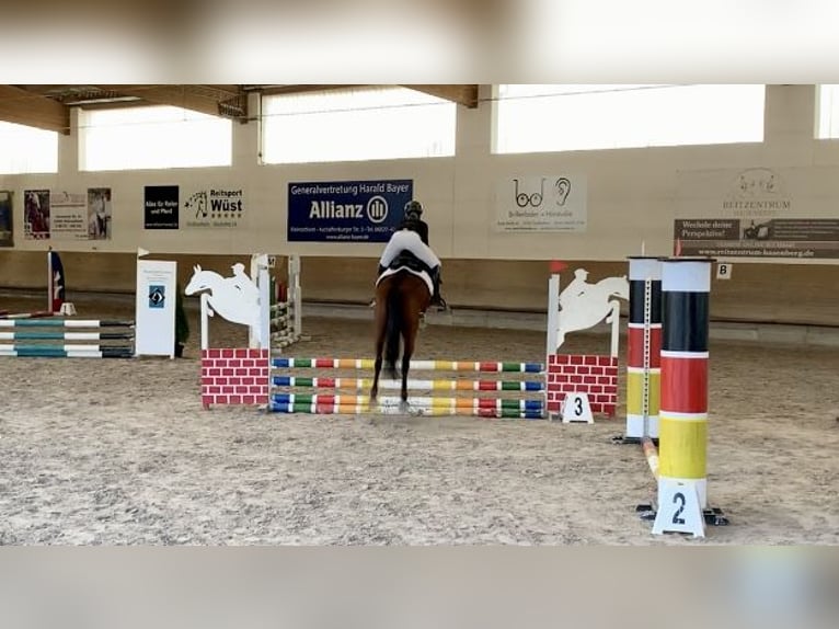 Deutsches Reitpony Wallach 13 Jahre 140 cm Brauner in Alzenau in UnterfrankenAlzenau