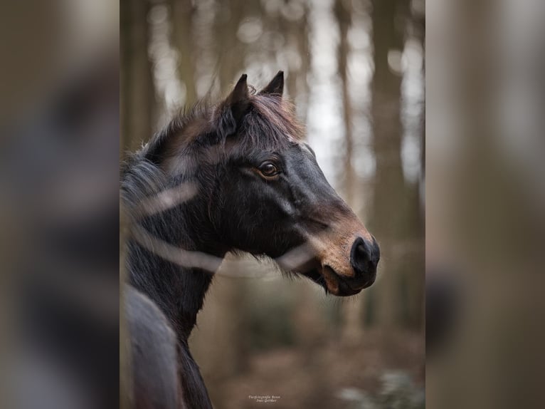 Deutsches Reitpony Wallach 13 Jahre 140 cm Brauner in Wachtberg Deutsches Reitpony Wallach 13 Jahre 140 cm Brauner in Wachtberg