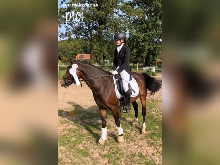 Deutsches Reitpony Wallach 13 Jahre 140 cm Dunkelbrauner in Clenze