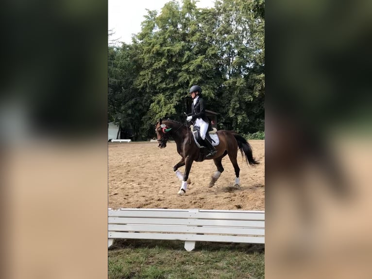 Deutsches Reitpony Wallach 13 Jahre 140 cm Dunkelbrauner in Clenze
