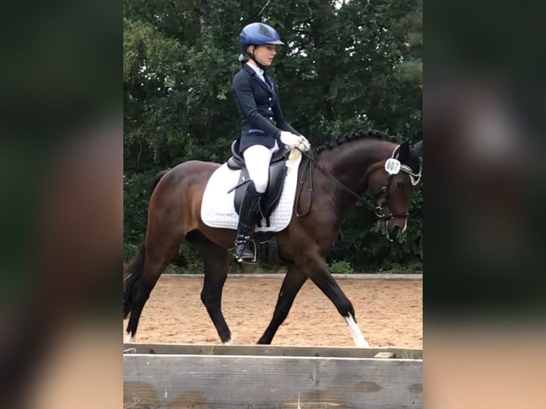 Deutsches Reitpony Wallach 13 Jahre 140 cm Dunkelbrauner in Clenze