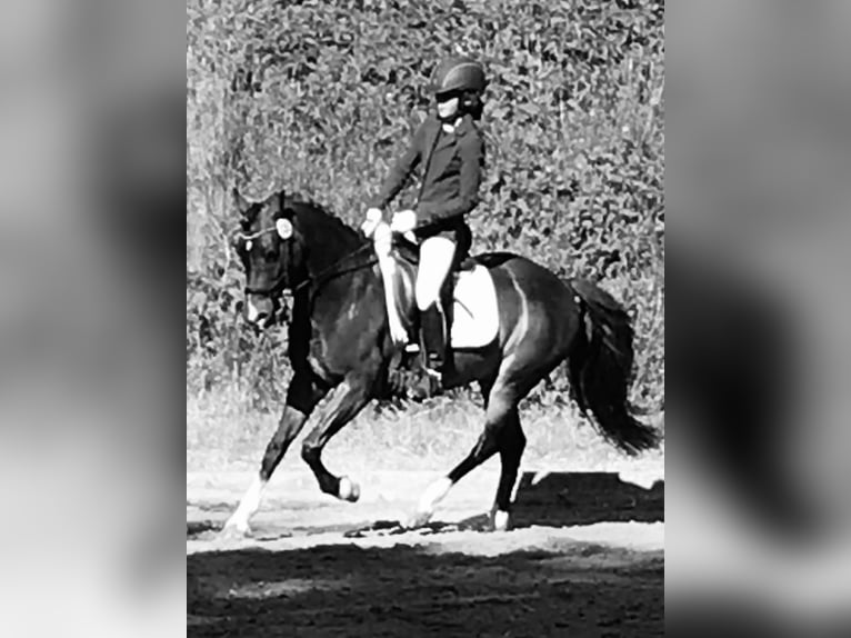 Deutsches Reitpony Wallach 13 Jahre 140 cm Dunkelbrauner in Clenze