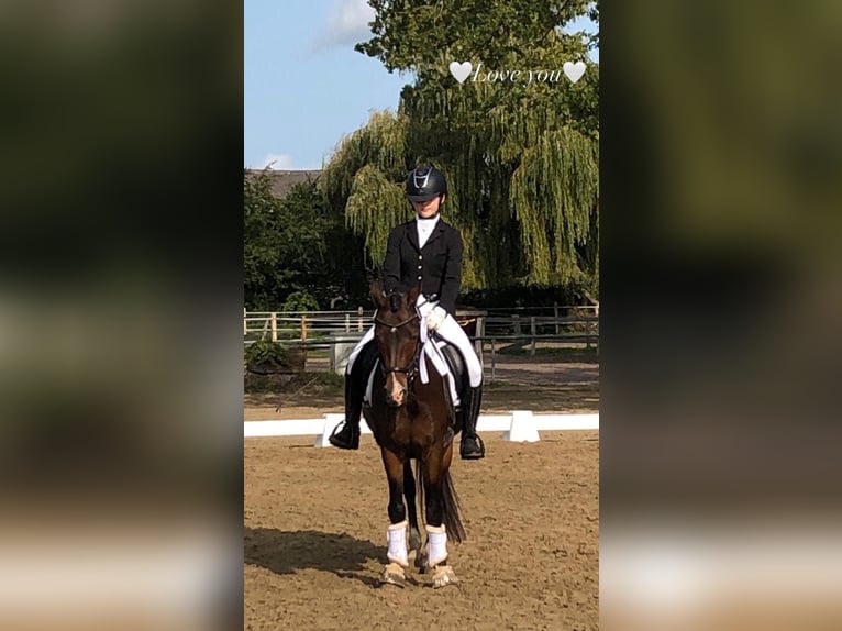 Deutsches Reitpony Wallach 13 Jahre 140 cm Dunkelbrauner in Clenze
