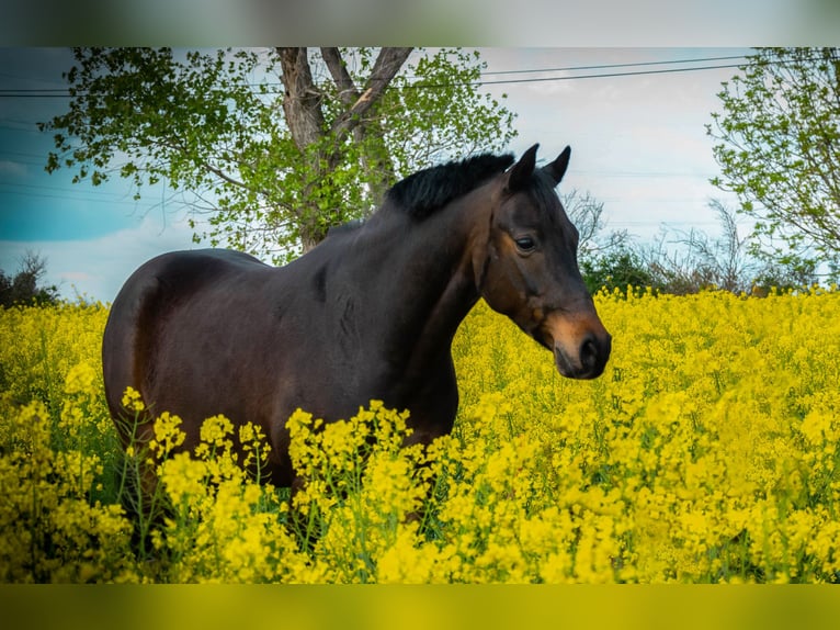Deutsches Reitpony Wallach 13 Jahre 142 cm Schwarzbrauner in Seeberg