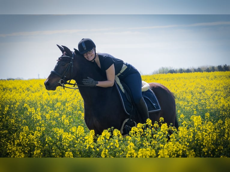 Deutsches Reitpony Wallach 13 Jahre 142 cm Schwarzbrauner in Seeberg
