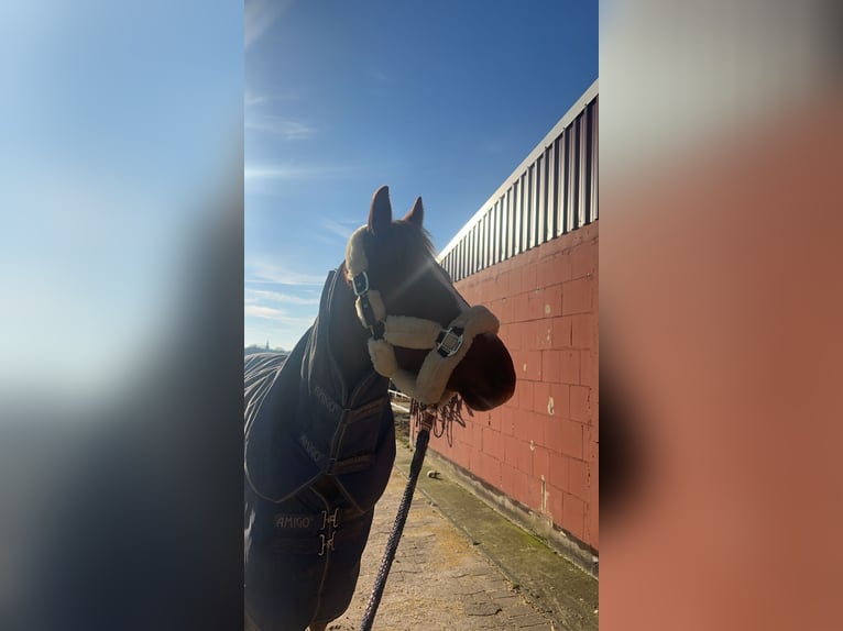Deutsches Reitpony Wallach 13 Jahre 143 cm Dunkelfuchs in Ibbenbüren