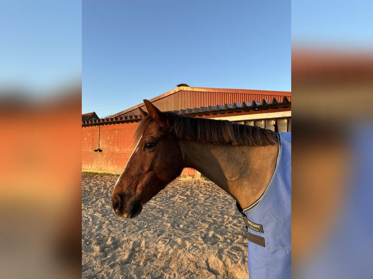 Deutsches Reitpony Wallach 13 Jahre 143 cm Dunkelfuchs in Ibbenbüren