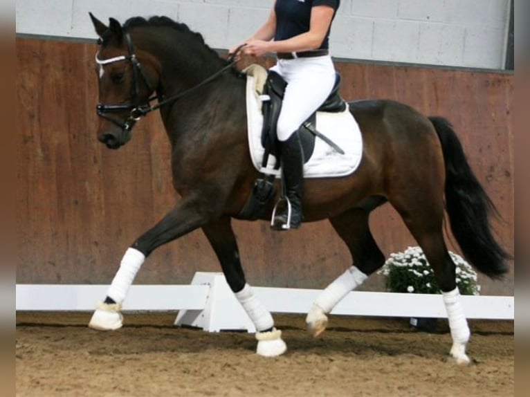 Deutsches Reitpony Wallach 13 Jahre 144 cm Brauner in Waldbröl