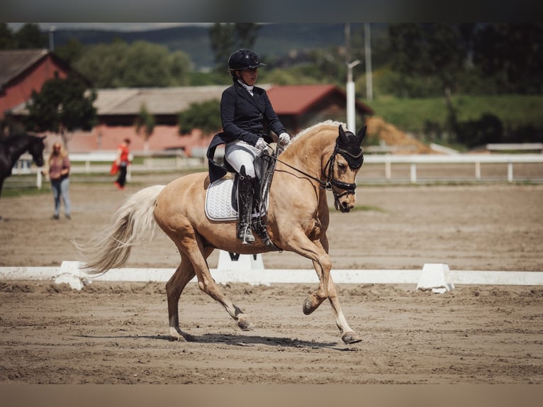 Deutsches Reitpony Wallach 13 Jahre 144 cm Palomino in Bonn