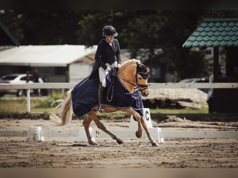 Deutsches Reitpony Wallach 13 Jahre 144 cm Palomino in Bonn