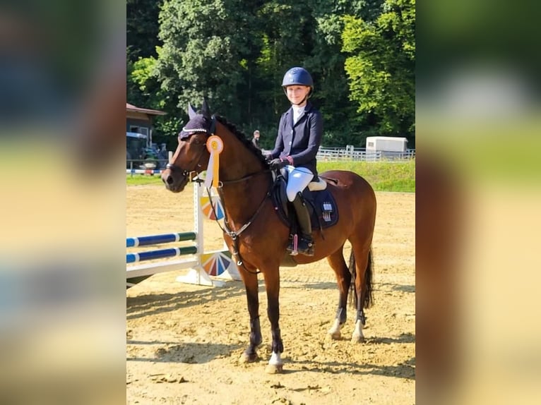 Deutsches Reitpony Wallach 13 Jahre 145 cm Brauner in Kirchardt