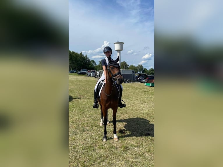 Deutsches Reitpony Wallach 13 Jahre 145 cm Brauner in Kirchardt