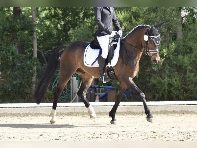 Deutsches Reitpony Wallach 13 Jahre 145 cm Schwarzbrauner in Suhlendorf