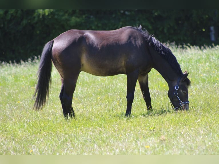 Deutsches Reitpony Wallach 13 Jahre 146 cm Buckskin in Holzwickede