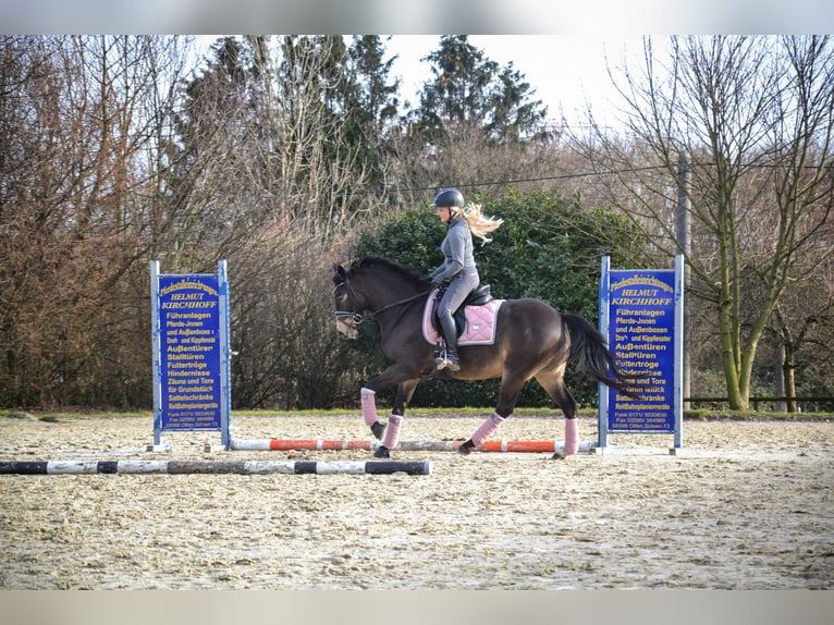 Deutsches Reitpony Wallach 13 Jahre 146 cm Buckskin in Holzwickede