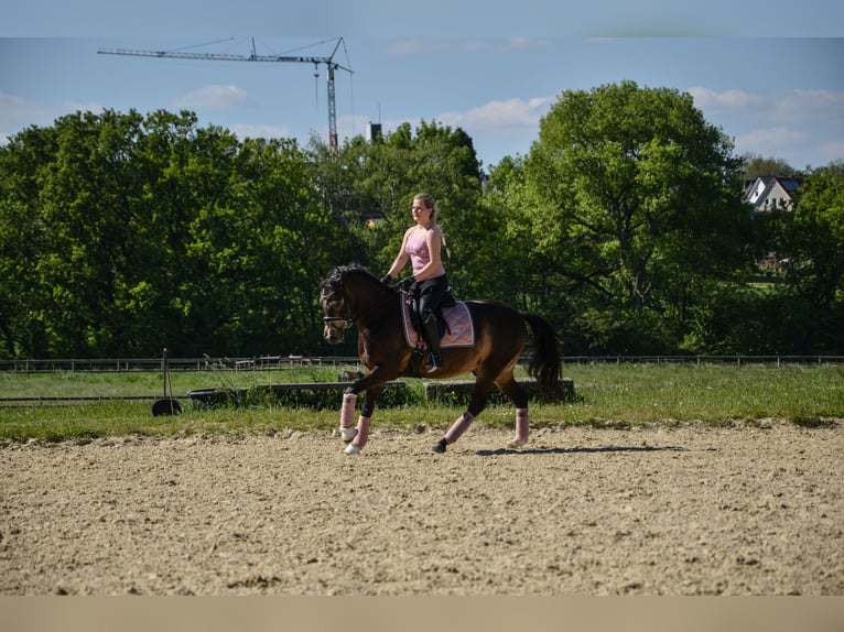 Deutsches Reitpony Wallach 13 Jahre 146 cm Buckskin in Holzwickede