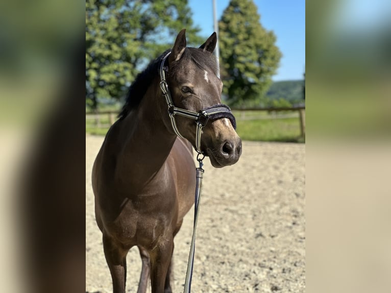 Deutsches Reitpony Wallach 13 Jahre 146 cm Buckskin in Holzwickede
