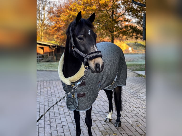 Deutsches Reitpony Wallach 13 Jahre 146 cm Buckskin in Holzwickede