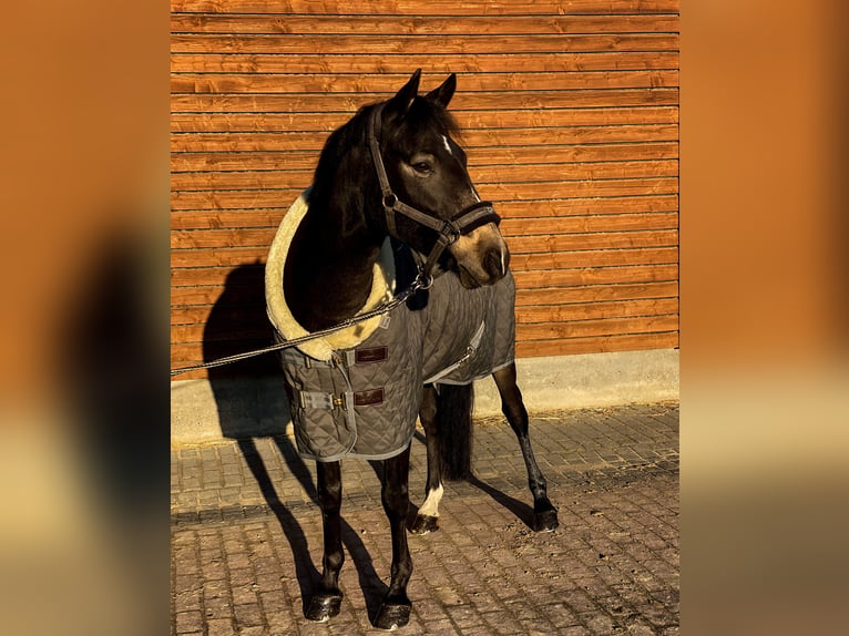 Deutsches Reitpony Wallach 13 Jahre 146 cm Buckskin in Holzwickede
