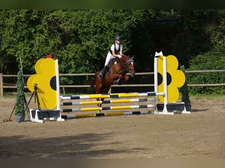 Deutsches Reitpony Wallach 13 Jahre 146 cm Dunkelfuchs in Senden