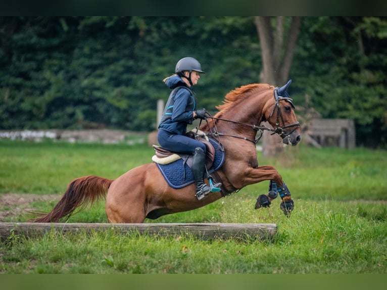 Deutsches Reitpony Wallach 13 Jahre 146 cm Dunkelfuchs in Senden