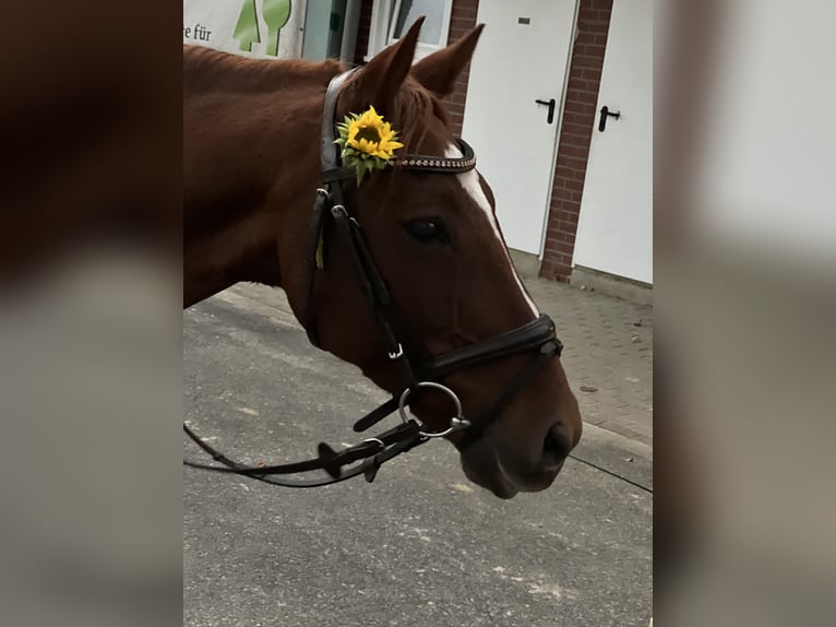 Deutsches Reitpony Wallach 13 Jahre 146 cm Dunkelfuchs in Senden