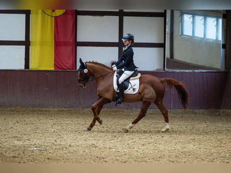 Deutsches Reitpony Wallach 13 Jahre 146 cm Dunkelfuchs in Senden