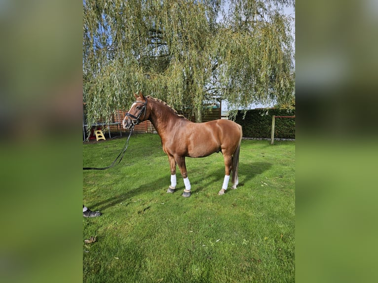 Deutsches Reitpony Wallach 13 Jahre 146 cm Fuchs in Loxstedt