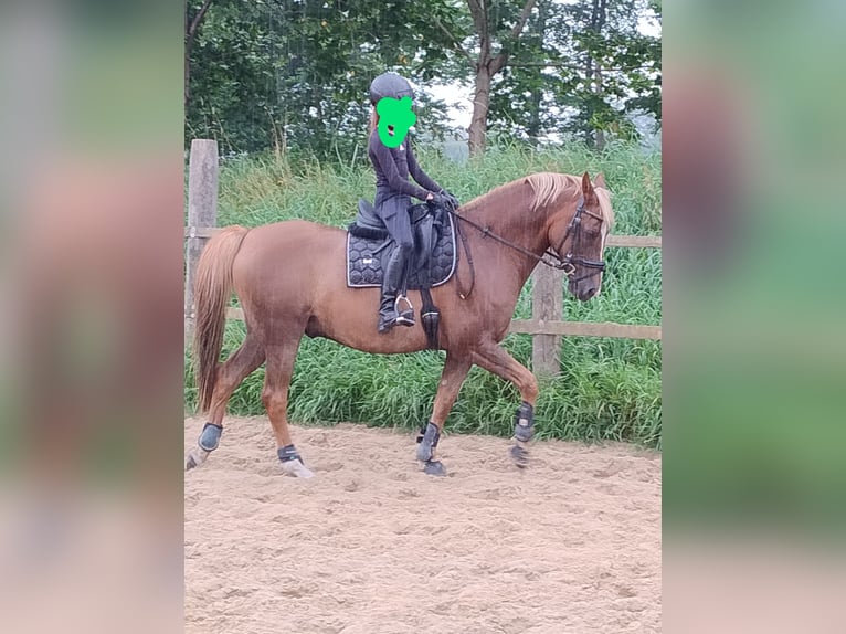 Deutsches Reitpony Wallach 13 Jahre 146 cm Fuchs in Loxstedt