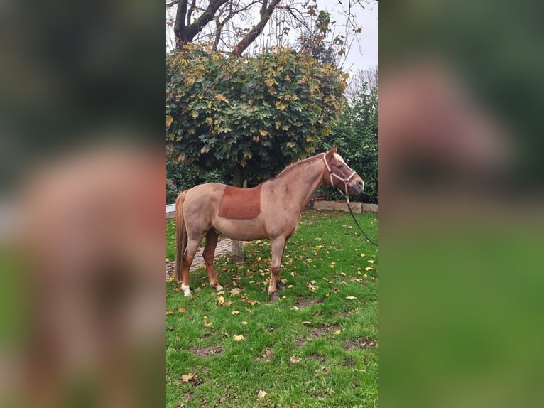 Deutsches Reitpony Wallach 13 Jahre 146 cm Fuchs in Loxstedt