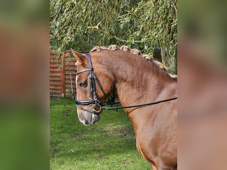 Deutsches Reitpony Wallach 13 Jahre 146 cm Fuchs in Loxstedt