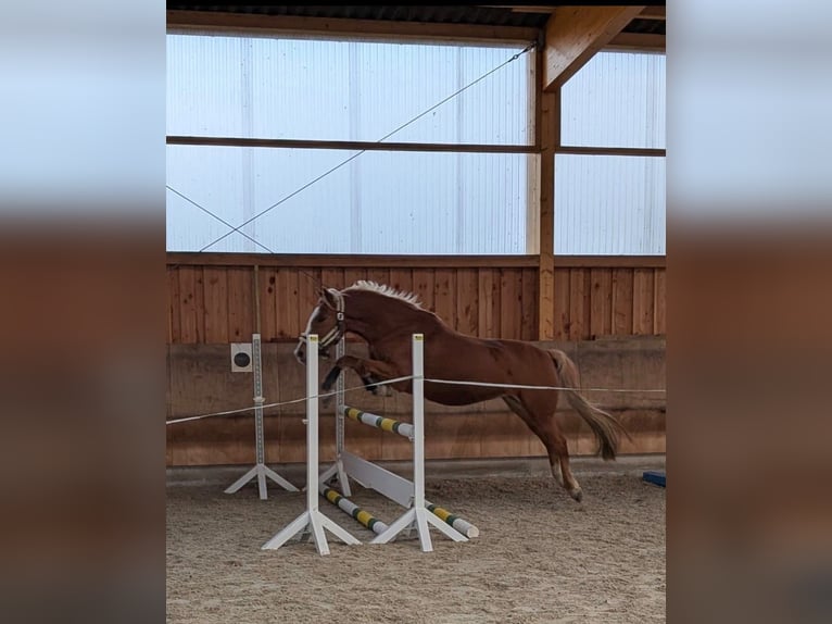 Deutsches Reitpony Wallach 13 Jahre 146 cm Fuchs in Warmsen