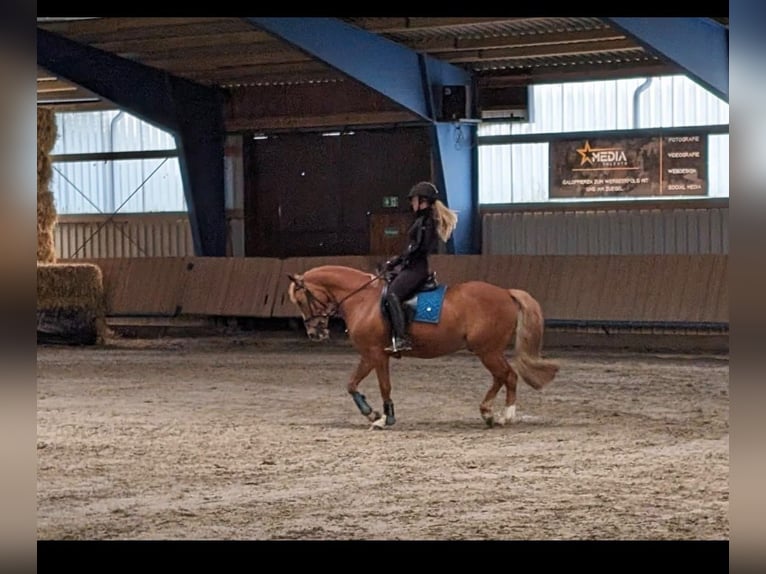 Deutsches Reitpony Wallach 13 Jahre 146 cm Fuchs in Warmsen