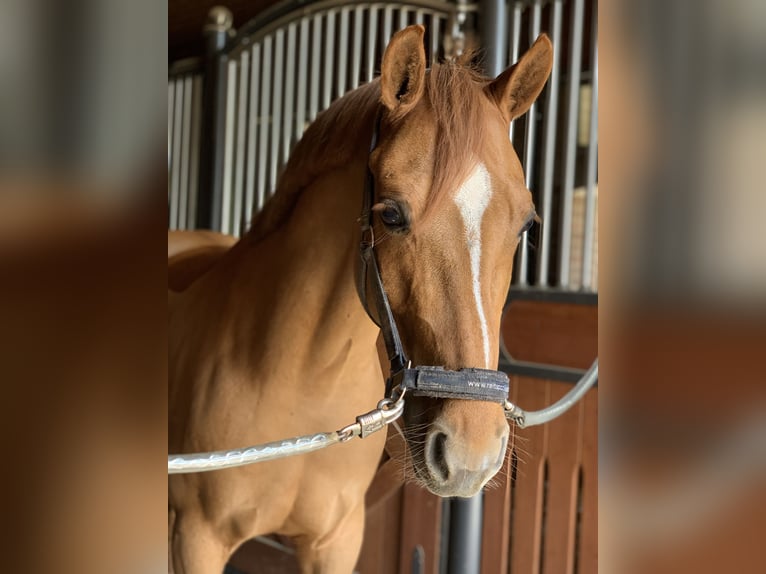 Deutsches Reitpony Wallach 13 Jahre 146 cm Fuchs in Hamm