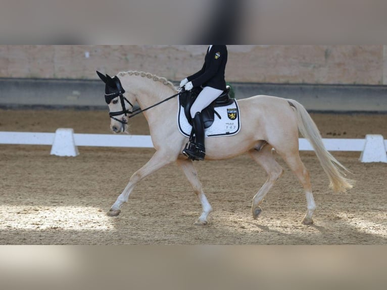 Deutsches Reitpony Wallach 13 Jahre 146 cm Palomino in Starnberg
